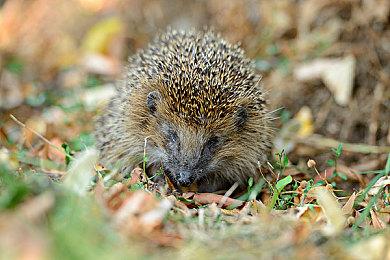 售价公布！KRAFTON举办inZOI（云族裔）全球线上发布会